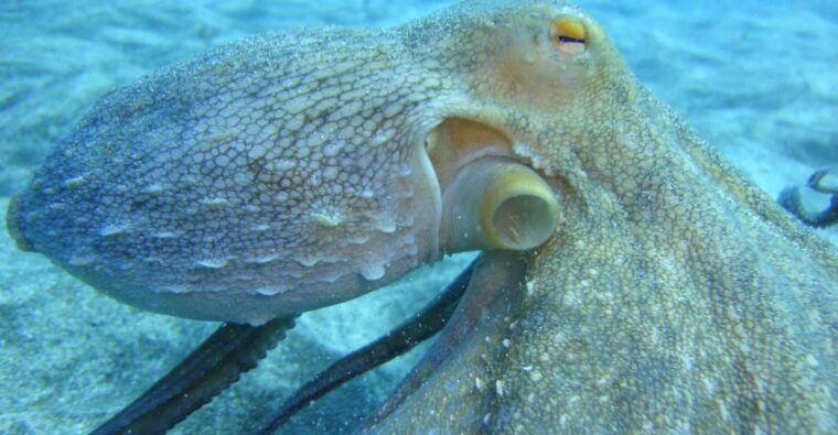 padi-open-water-diving-course-tenerife