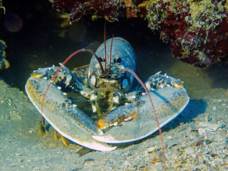 padi-open-water-diving-course-tenerife