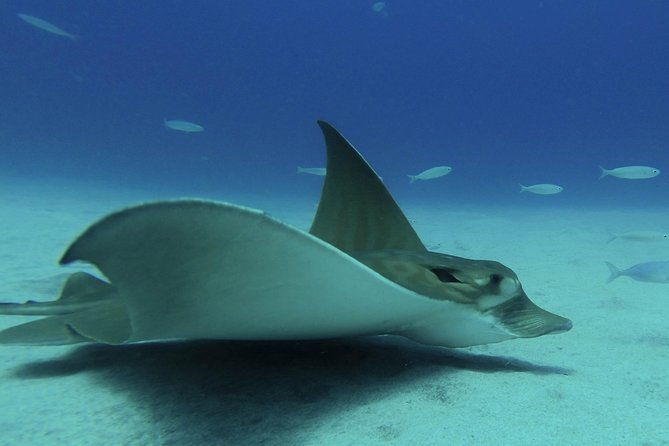 padi-reactivate-course