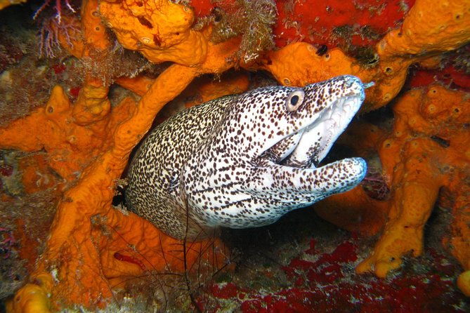 padi-scuba-dive-course-in-costa-adeje