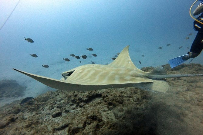 padi-scuba-dive-course-in-costa-adeje