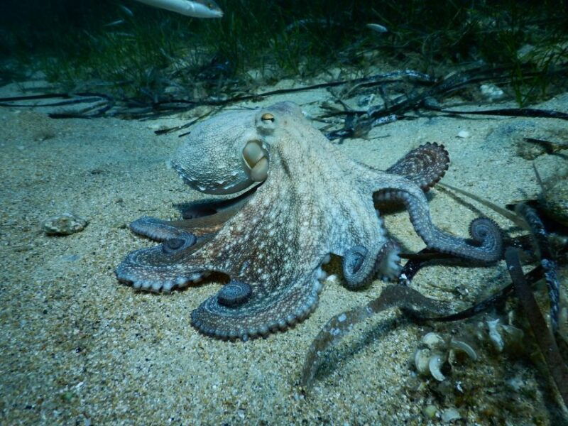 padi-scuba-diving-program-for-beginners-in-peloponesse