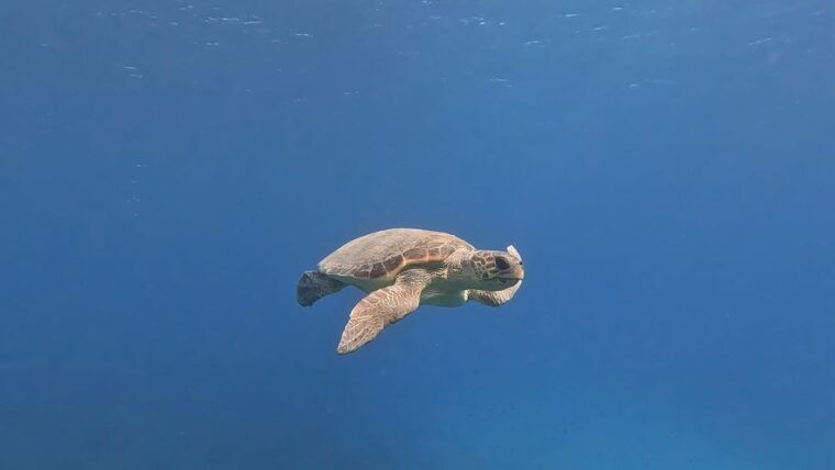 padi-scuba-diving-program-for-beginners-in-peloponesse