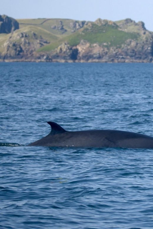 padstow-guided-rib-sealife-safari