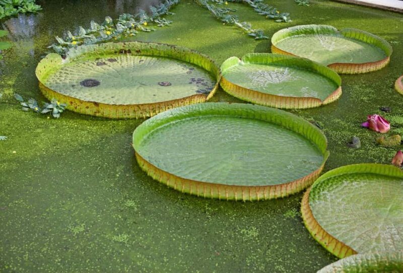 Padua Botanical Garden: Sacred Architecture and Plant Intelligence - Introduction: An Evergreen Treasure in Padua