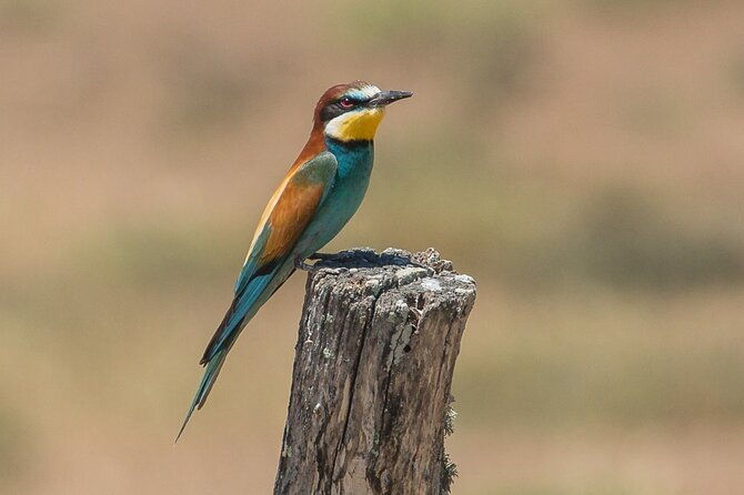 paella-olive-oil-wine-relax-in-rural-estate-outside-madrid