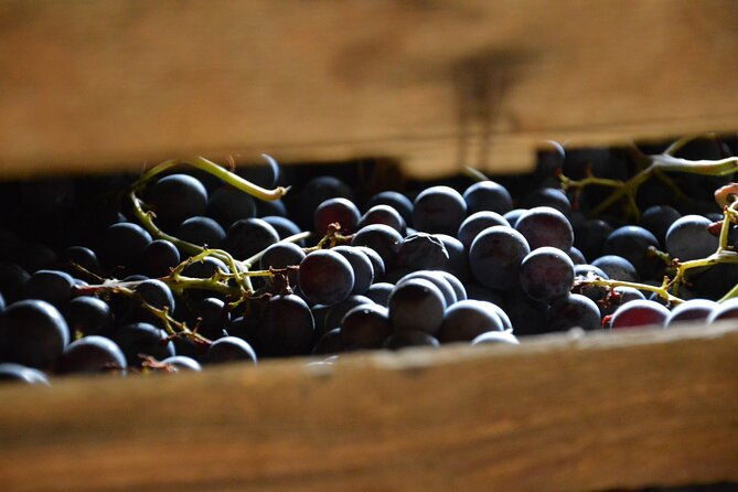 pagus-wine-tours-a-taste-of-valpolicella-half-day-wine-tour