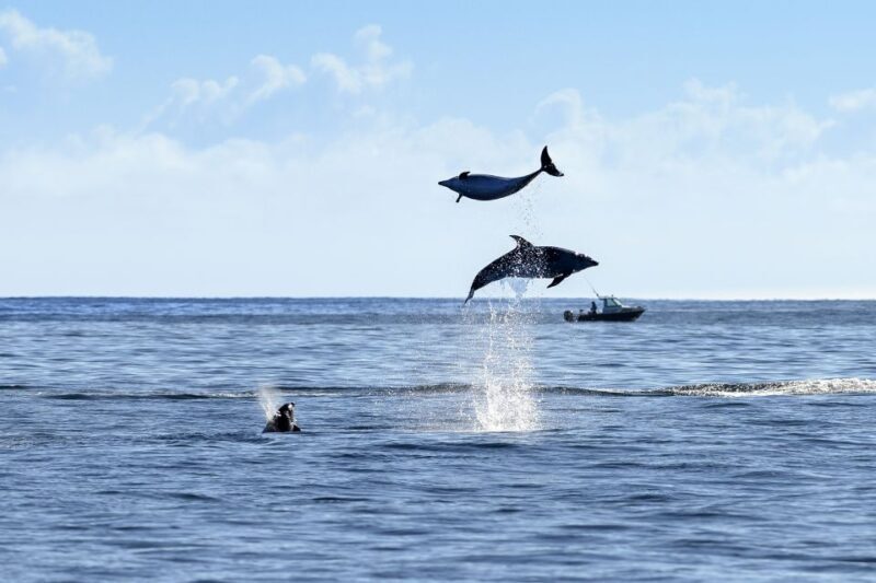 Paihia/Russell: Hole in the Rock and Bay of Islands Cruise - Key Points