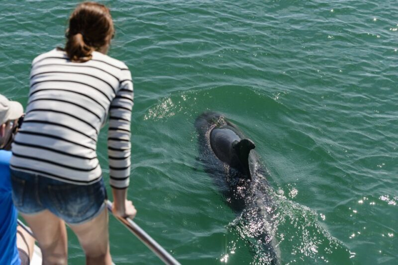Paihia/Russell: Hole in the Rock and Bay of Islands Cruise - FAQ