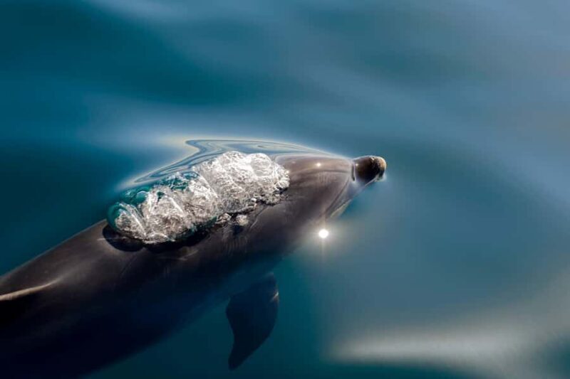 Paihia/Russell: Hole in the Rock, Dolphins & Island Cruise - Introduction: A Scenic Day on the Water in the Bay of Islands