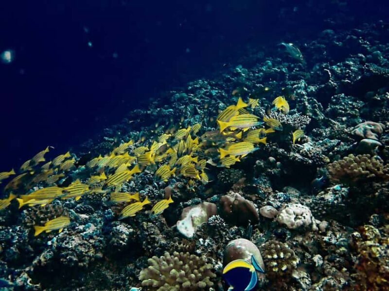 Paje Beach, Lunch at The Rock Restaurant, Mnemba Snorkeling - Pricing and Value