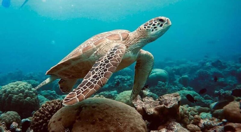 Paje Beach, Lunch at The Rock Restaurant, Mnemba Snorkeling - FAQs