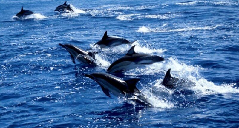Paje Beach Tour, Lunch at The Rock, Mnemba Dolphin Tour - Key Points