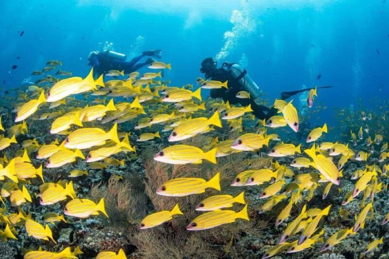 Paje Beach Tour, Lunch at The Rock, Mnemba Dolphin Tour - FAQ