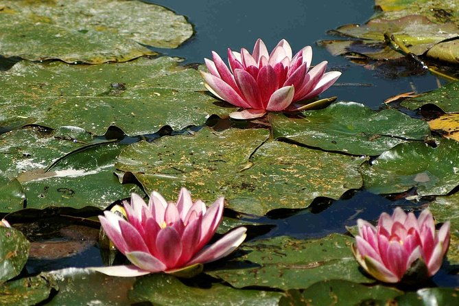 palace-of-versailles-giverny-audio-guide-tour-with-pickup-and-drop-off