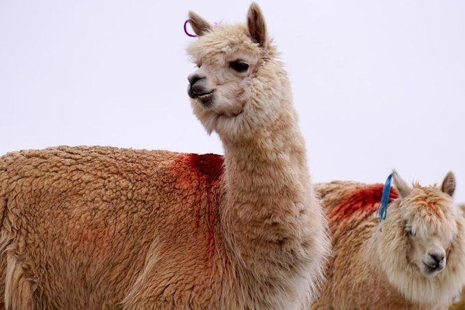 palccoyo-rainbow-mountain-tour-1-day-huaynas-expeditions