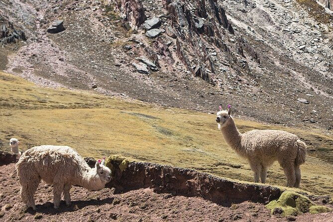 palccoyo-rainbow-mountain-trek-day-tour-from-cusco