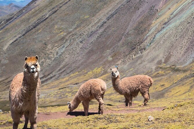 palccoyo-rainbow-mountain-trek-day-tour-from-cusco