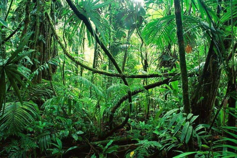 palenque-lacandona-jungle-path-ecotourism-adventure