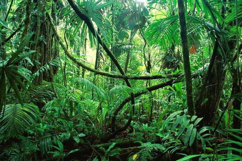 palenque-lacandona-jungle-path-ecotourism-adventure