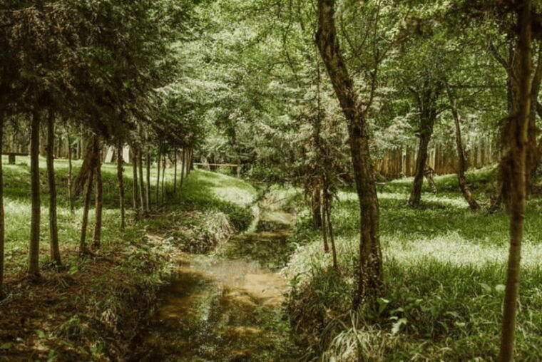 palenque-lacandona-jungle-path-ecotourism-adventure