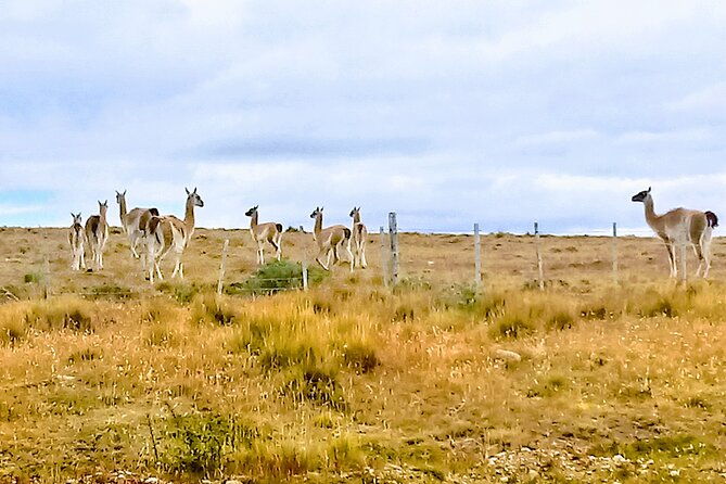 pali-aike-full-day-adventure-from-punta-arenas