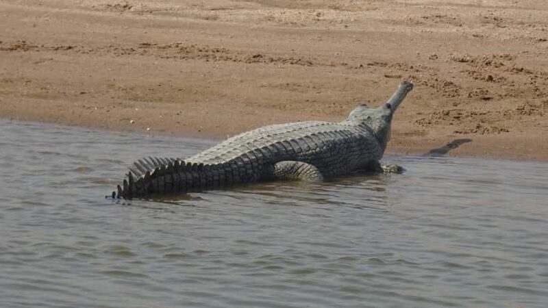 Palighat Chambal Crocodile Boat Safari - The Experience: What You’ll Encounter on the Chambal River Safari