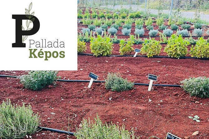 pallada-semi-private-olive-oil-tours-in-sternes-chania