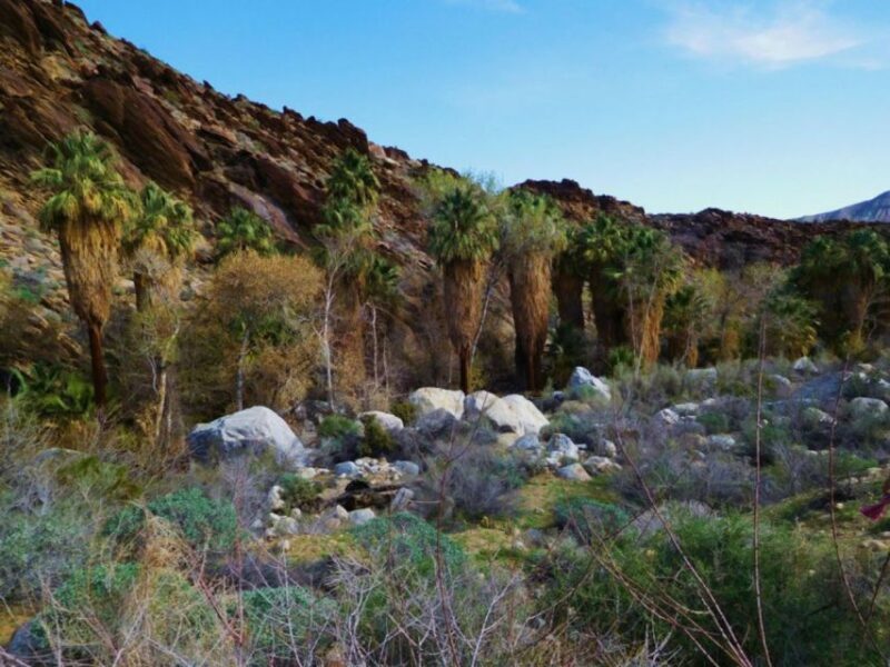 Palm Springs: Indian Canyons Jeep/Hiking Combo Tour - The Sum Up