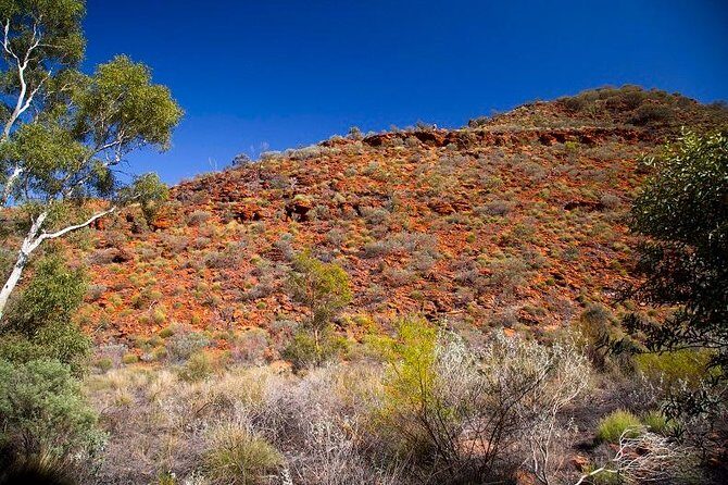 Palm Valley 4WD Tour from Alice Springs - Key Points