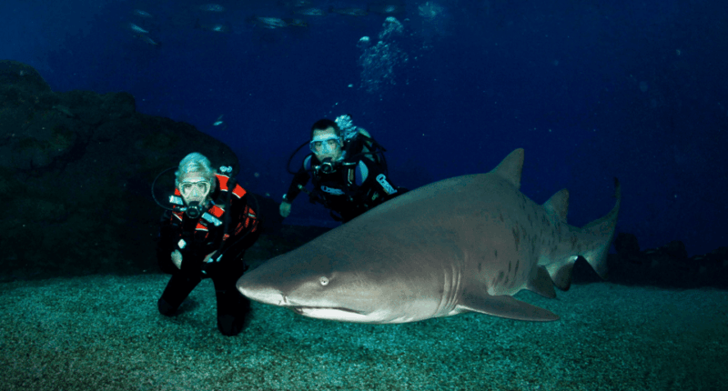 palma-de-mallorca-shark-dive-at-palma-aquarium
