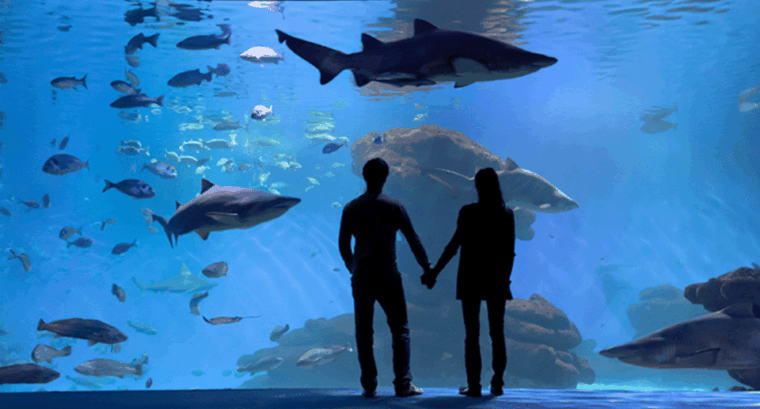 palma-de-mallorca-shark-dive-at-palma-aquarium