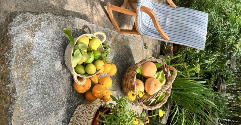 palma-orange-farm-olive-mill-winery-tour-with-tastings
