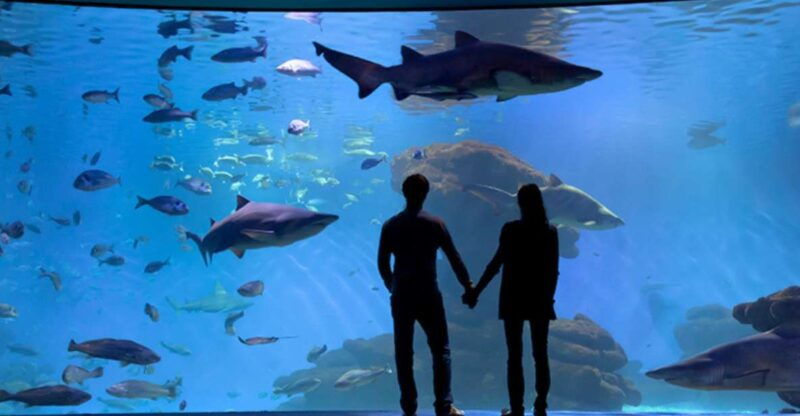palma-palma-aquarium-ticket-with-transfer-service