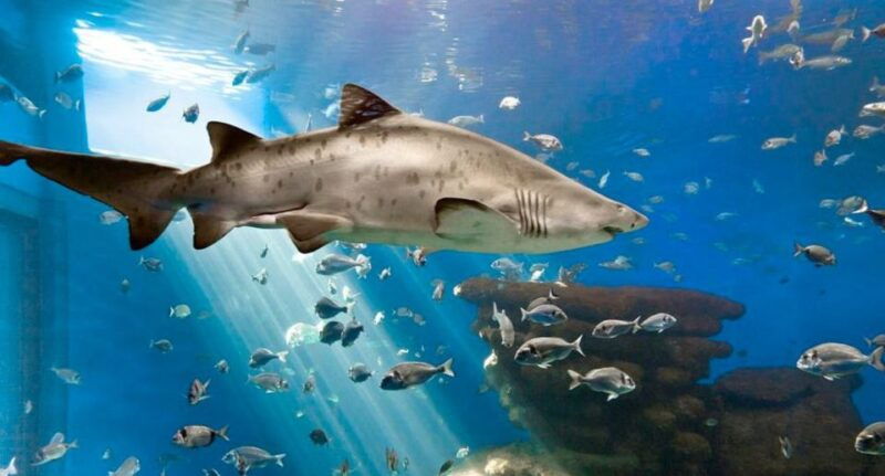 palma-palma-aquarium-ticket-with-transfer-service