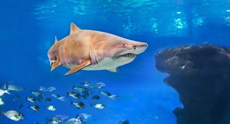 palma-palma-aquarium-ticket-with-transfer-service