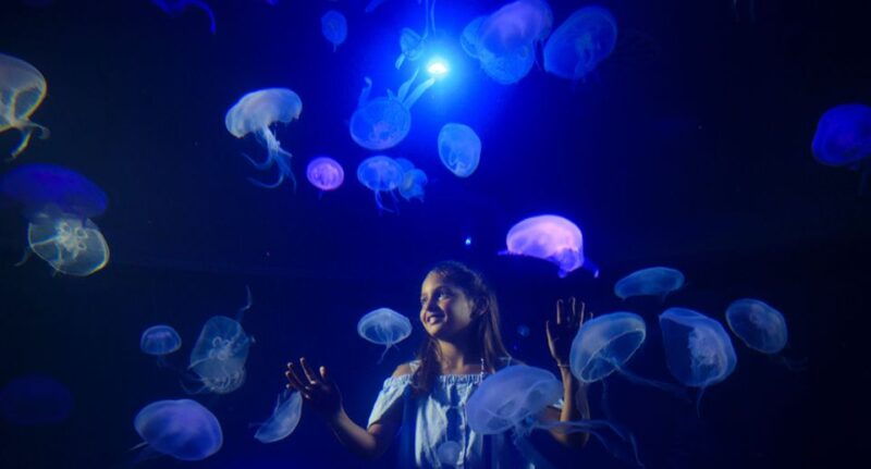palma-palma-aquarium-ticket-with-transfer-service