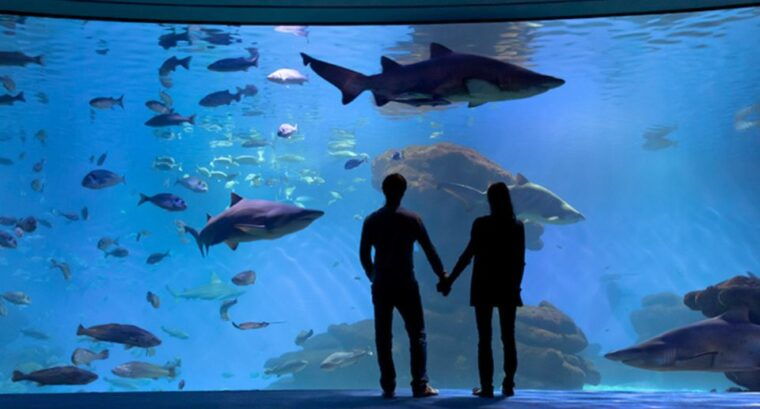 palma-palma-aquarium-ticket-with-transfer-service