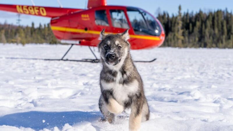 palmer-dogs-and-glaciers-sledding-and-helicopter-tour