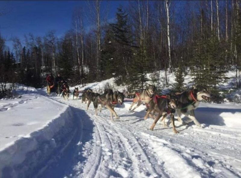 palmer-dogs-and-glaciers-sledding-and-helicopter-tour