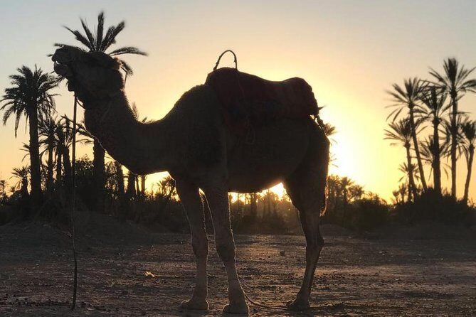 Palmerai groove Camel Ride with SunSet - The Experience: What Makes This Tour Special