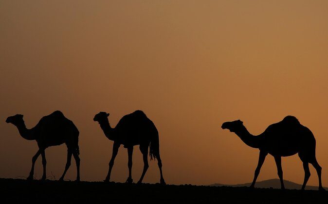 Palmerai groove Camel Ride with SunSet - What You Can Expect in Terms of Logistics and Quality