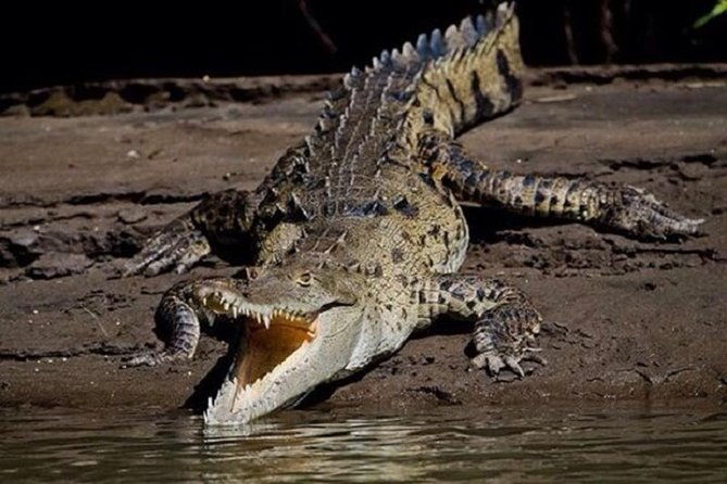 palo-verde-boat-safari
