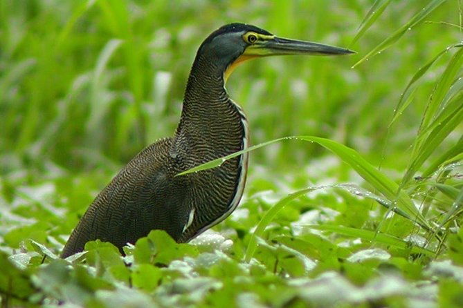 palo-verde-national-park-river-safari-boat-tour