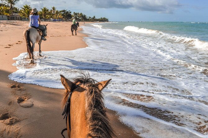 palomino-horseback-riding-tour