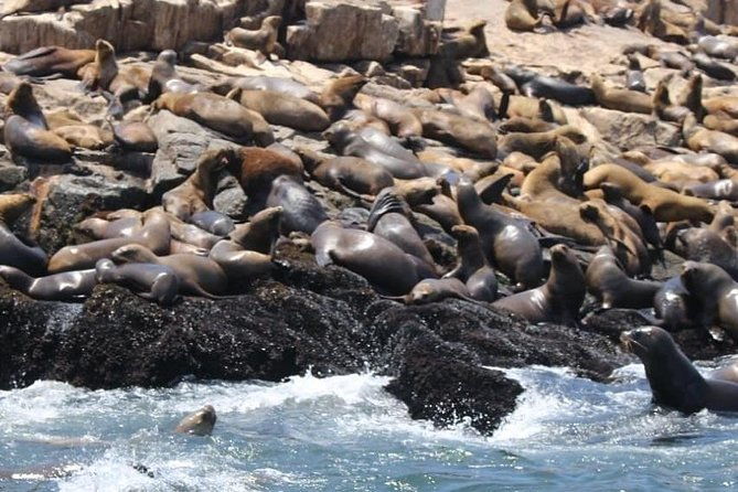 palomino-islands-sea-lion-swimming-tour-from-lima