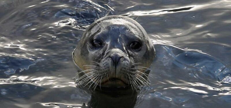 palomino-islands-speedboat-excursion-swim-with-sea-lions