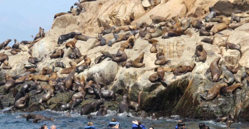 palomino-islands-swim-with-sea-lions-in-the-pacific-ocean