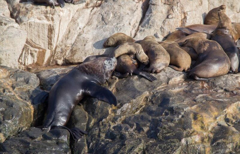 palomino-islands-swim-with-sea-lions-in-the-pacific-ocean