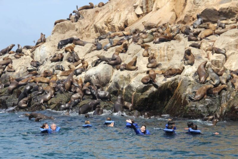 palomino-islands-swim-with-sea-lions-in-the-pacific-ocean